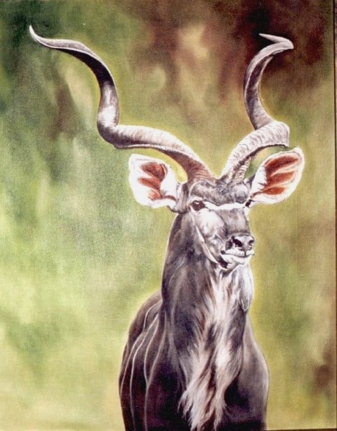 Cabeca De Kudu