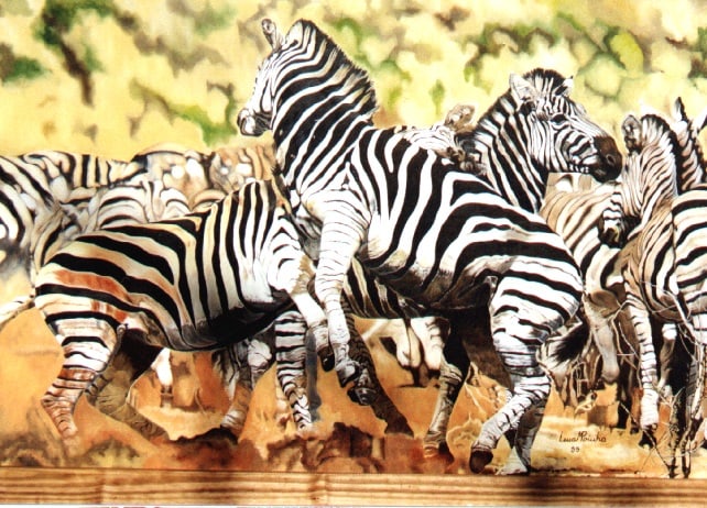 Luta De Zebras