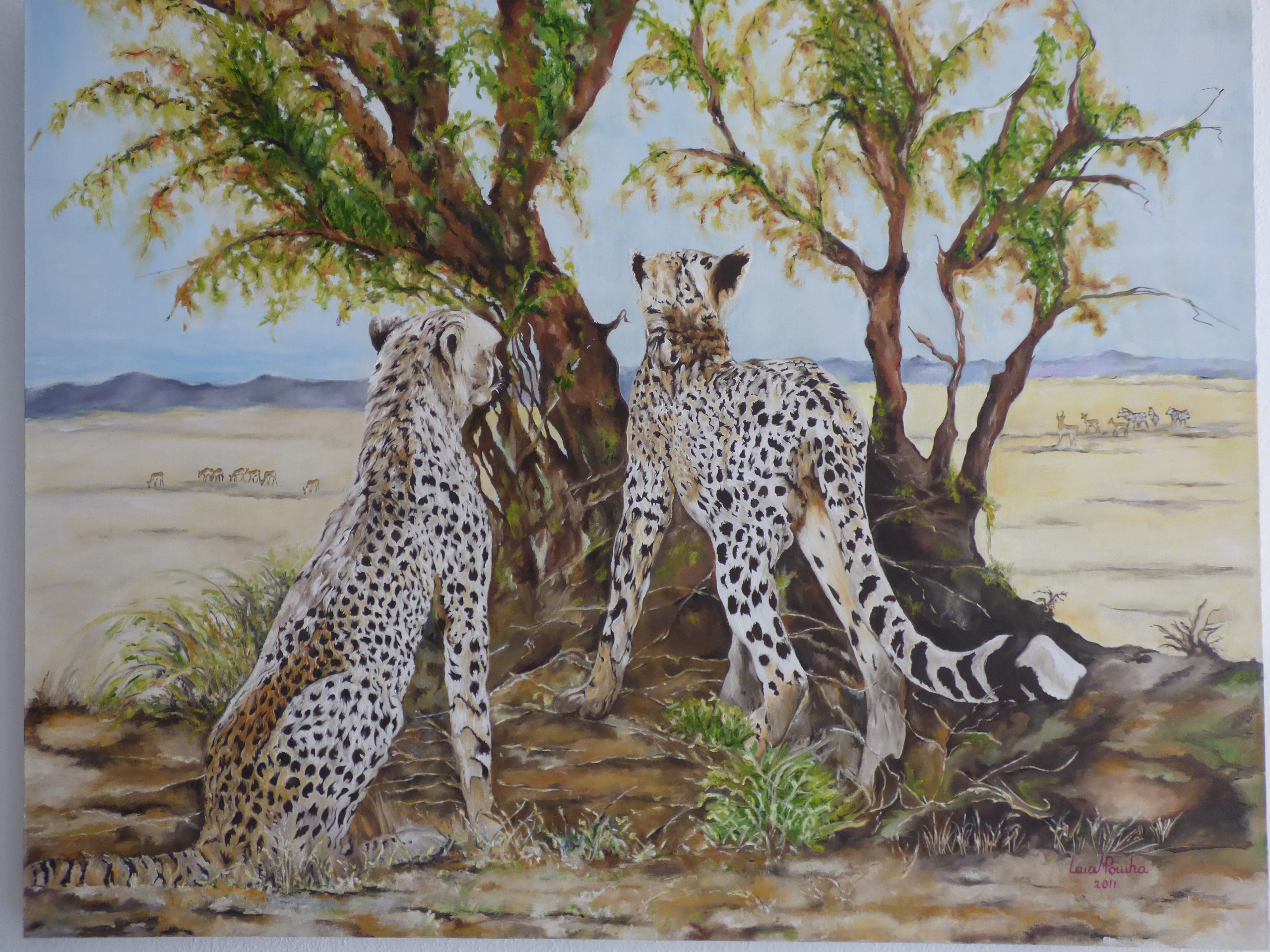 Cheetas 80x100cms