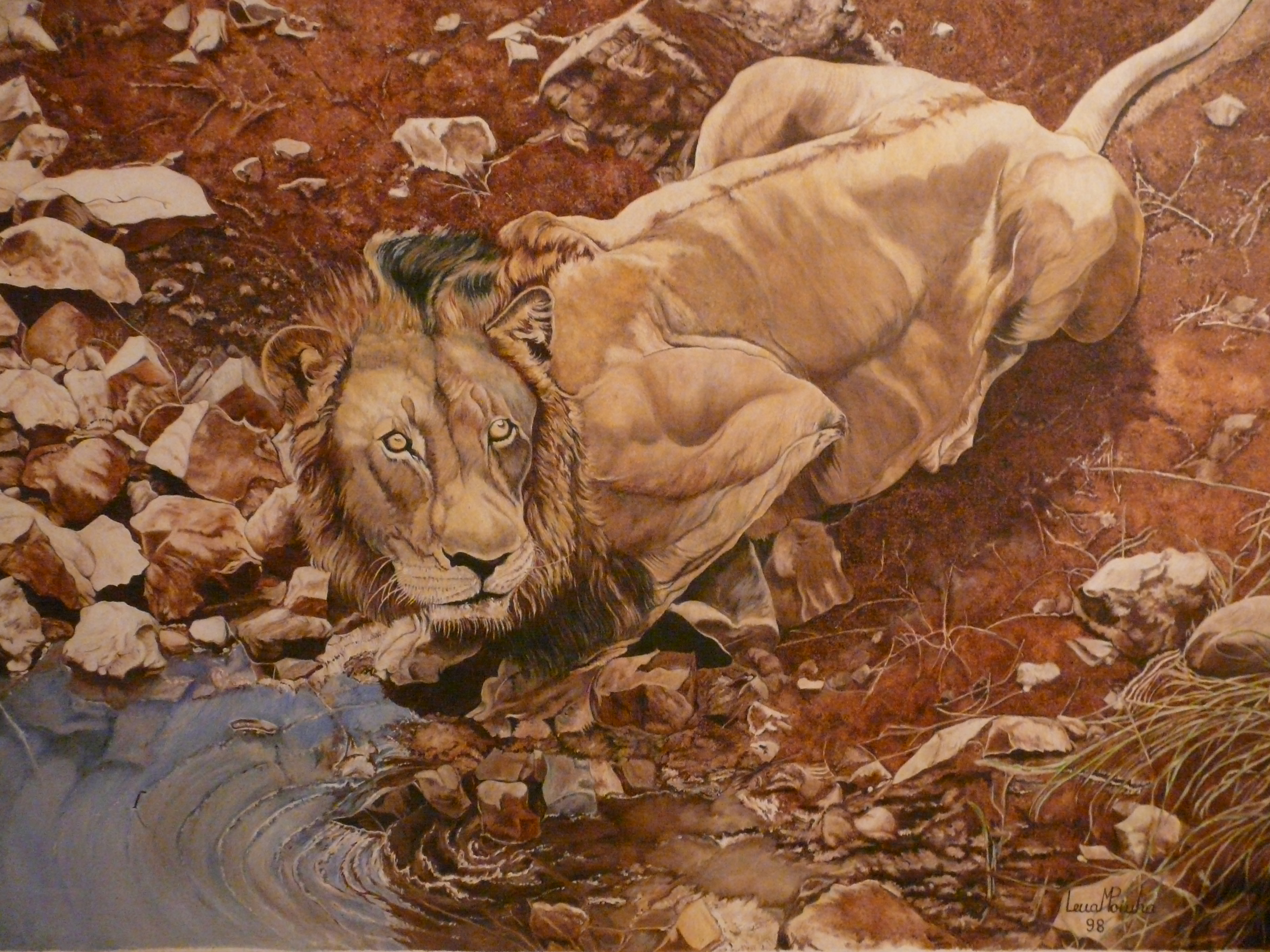 Leao Bebendo 2 70x100cms