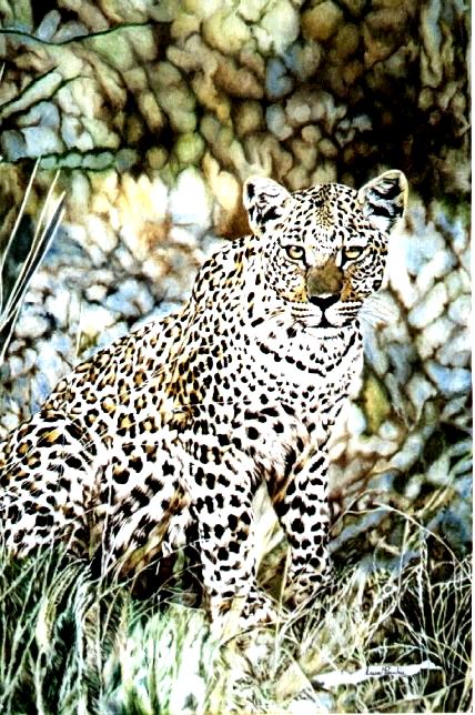 Leopardo 90x60cms